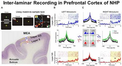 What Is the Evidence for Inter-laminar Integration in a Prefrontal Cortical Minicolumn?